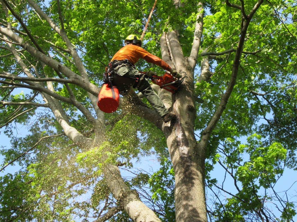 Tree-Service-Charlotte-NC